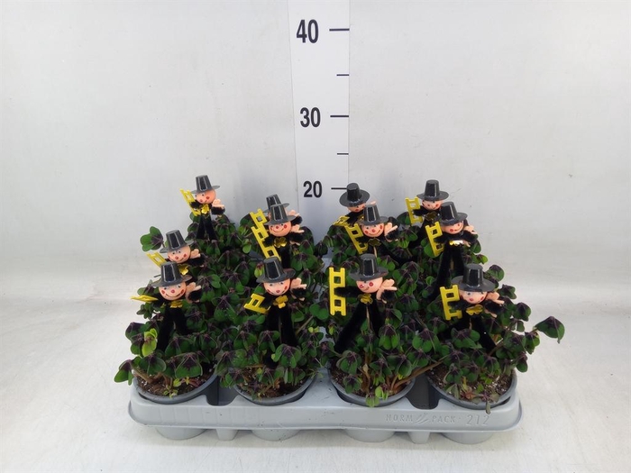 <h4>Oxalis deppei</h4>