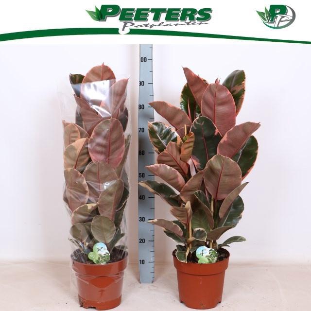 <h4>FIC EL BELIZE</h4>