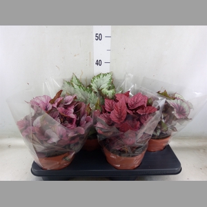 Begonia BD 'Beleaf'   ...mix