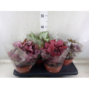 Begonia BD 'Beleaf'   ...mix