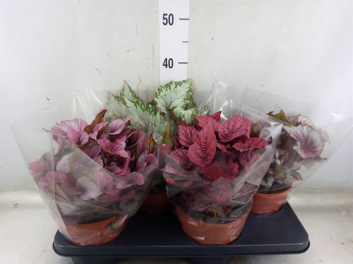 <h4>Begonia BD 'Beleaf'   ...mix</h4>