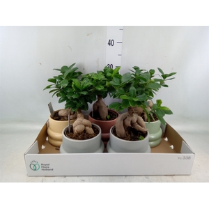 Ficus microcarpa 'Ginseng'