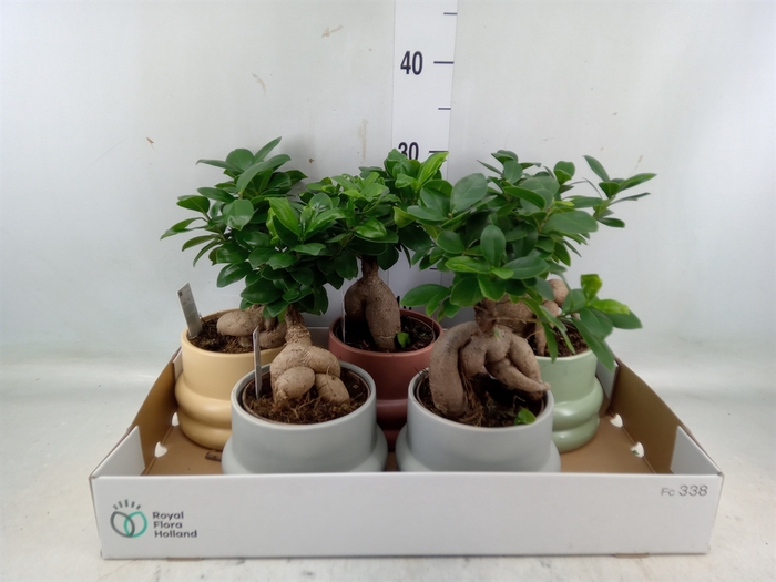 <h4>Ficus microcarpa 'Ginseng'</h4>