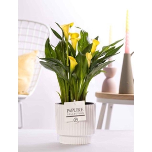 Zantedeschia yellow in P&PURE Ivy ceramics shiny white