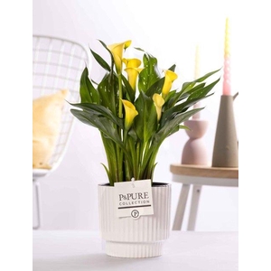 Zantedeschia yellow in P&PURE Ivy ceramics shiny white