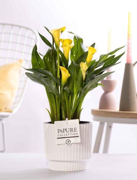<h4>Zantedeschia yellow in P&PURE Ivy ceramics shiny white</h4>