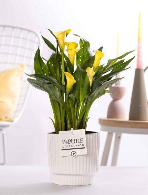 <h4>Zantedeschia yellow in P&PURE Ivy ceramics shiny white</h4>