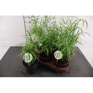 Asparagus 12 Cm. P. Falcatus