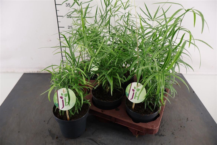 <h4>Asparagus 12 Cm. P. Falcatus</h4>