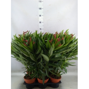 Nerium oleander   ...