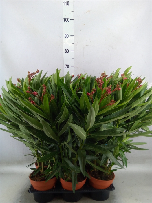 <h4>Nerium oleander   ...</h4>