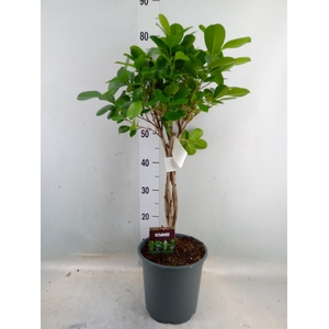 Ficus microcarpa 'Moclame'