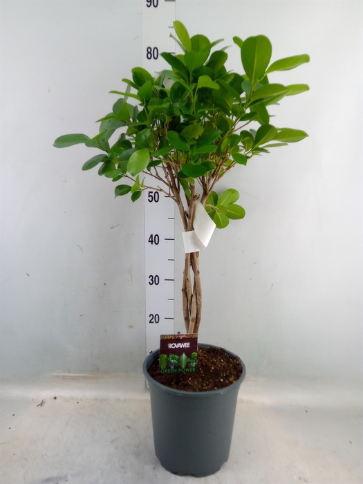 <h4>Ficus microcarpa 'Moclame'</h4>