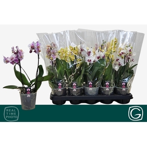 PHAL MF GEM 4 KL