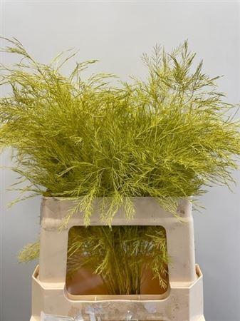 <h4>Treefern Yellow</h4>