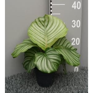 Calathea orbifolia