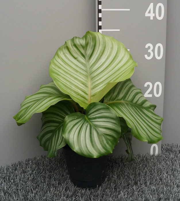 <h4>Calathea orbifolia</h4>