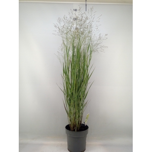 Panicum virgatum 'Heavy Metal'