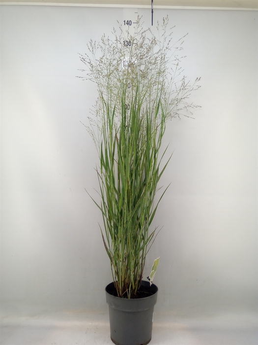 <h4>Panicum virgatum 'Heavy Metal'</h4>