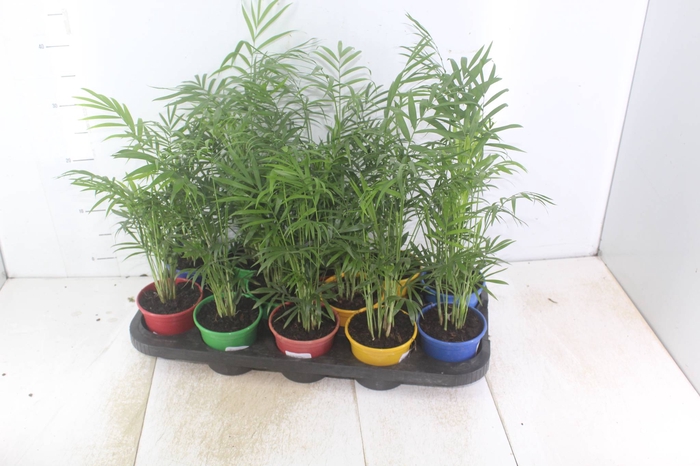 <h4>CHAMAEDOREA ELEGANS P11</h4>