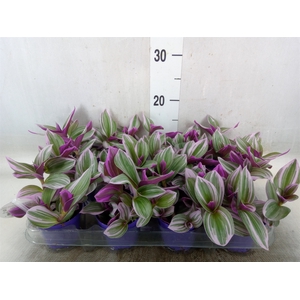 Tradescantia albif. 'Nanouk'
