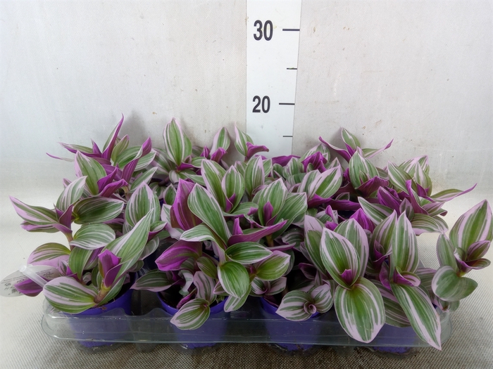 <h4>Tradescantia albif. 'Nanouk'</h4>