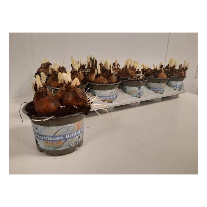 <h4>NARC D BRIDAL CROWN</h4>