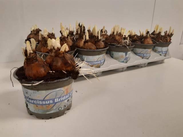 <h4>NARC D BRIDAL CROWN</h4>