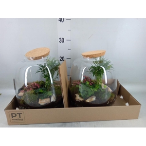 Arr.   Kamerplant Groen H%