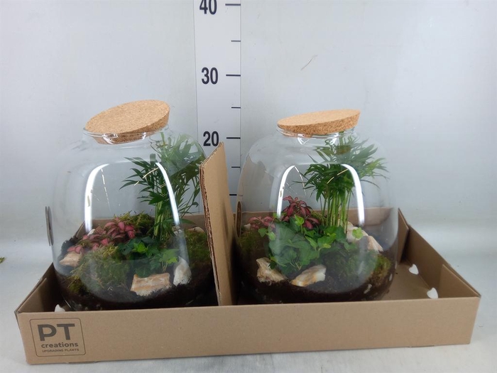 <h4>Arr. Kamerplant Groen H%</h4>