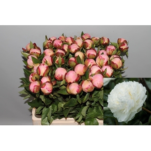 PAEO L GARDENIA