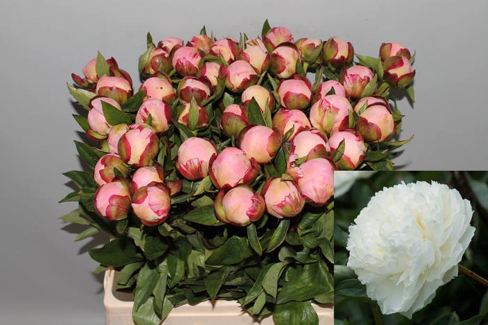 <h4>PAEO L GARDENIA</h4>