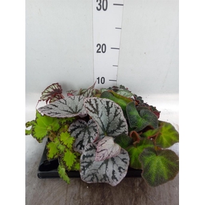 Begonia BD rex