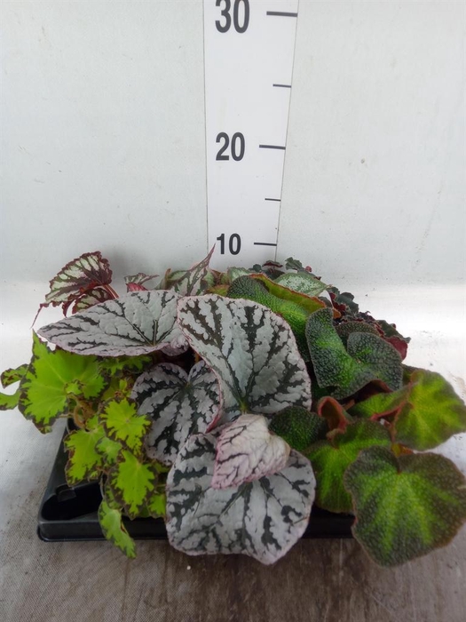 <h4>Begonia BD rex</h4>
