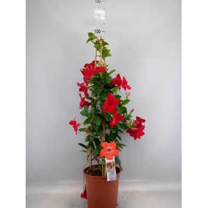 Mandevilla sand. 'SumStar Red'