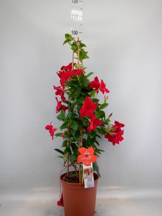 <h4>Mandevilla sand. 'SumStar Red'</h4>