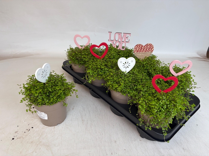 <h4>SOLEI SOL GROEN</h4>