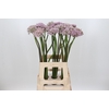 Allium Pink Jewel