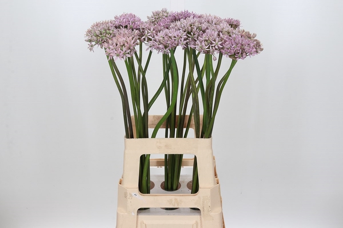 Allium Pink Jewel