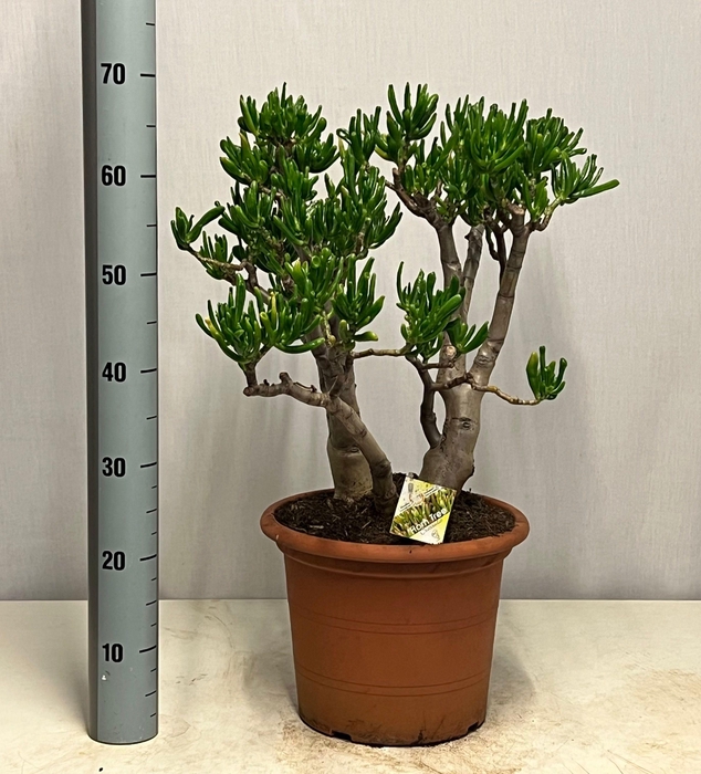 <h4>CRASS HORN TREE</h4>