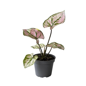 CALADIUM BICOLOR-HYBRID P6