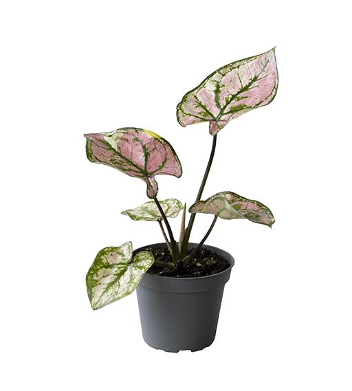 <h4>CALADIUM BICOLOR-HYBRID P6</h4>