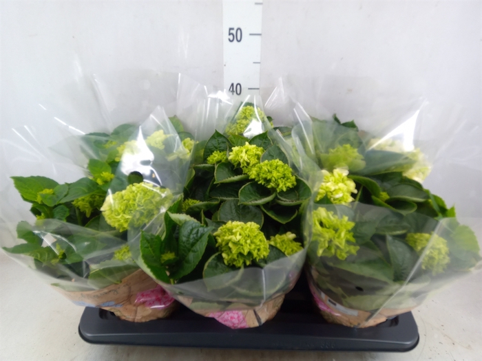 <h4>Hydrangea mac. 'Wudu'</h4>