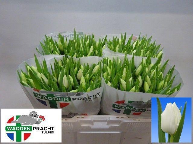 <h4>TU EN POLAR BEAR</h4>