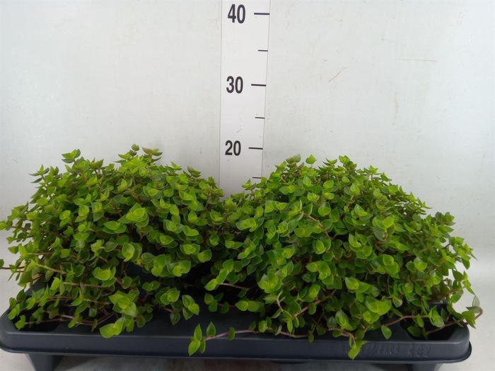 <h4>Callisia repens</h4>