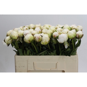 Paeonia Bowl Of Cream