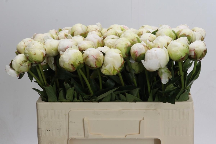 <h4>Paeonia Bowl Of Cream</h4>