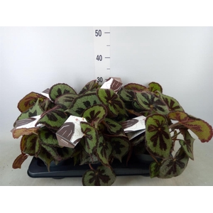 Begonia BD masoniana 'Mountain'