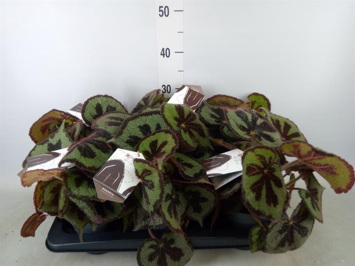 <h4>Begonia BD masoniana 'Mountain'</h4>