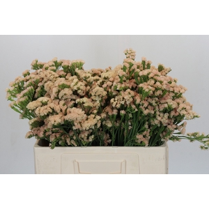 Limonium sinuatum Lucia Apricot